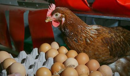 Tavuk Çiftliği Kredisi Ve 30 Bin Lira Devlet Hibesi (Güncel)
