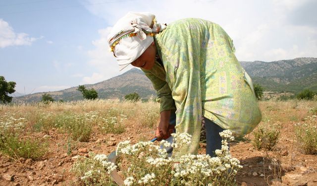 OGM’den Orman Köylüsüne 1,3 Milyar TL Destek