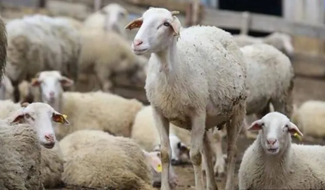 Hayvancılığa Destek ve Sürdürülebilir Üretim İçin Yeni Adım